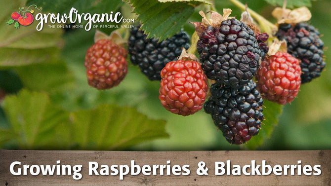 Raspberries and blackberries at different ripening stages