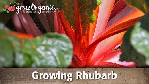 Red rhubarb stalks growing among large leaves