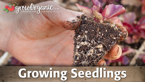 Growing Seedlings