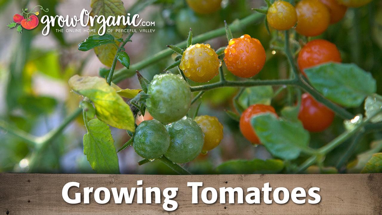 Tomato Grandma's Pick – Grow Organic