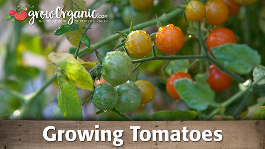 Tomato growing guide graphic over ripening fruit