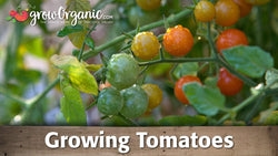 Tomato growing guide graphic over ripening fruit