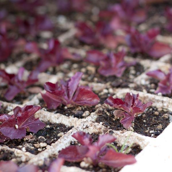 Purple seedlings growing in plug trays
