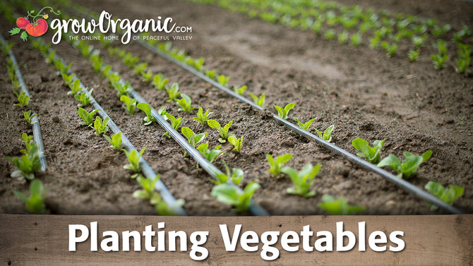 How to Plant Vegetable Starts