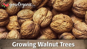 Growing Walnut Trees Video: Planting, Pruning and Harvest