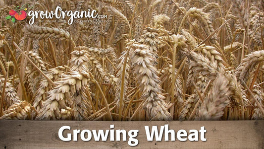 Wheat growing guide graphic over ripe grain