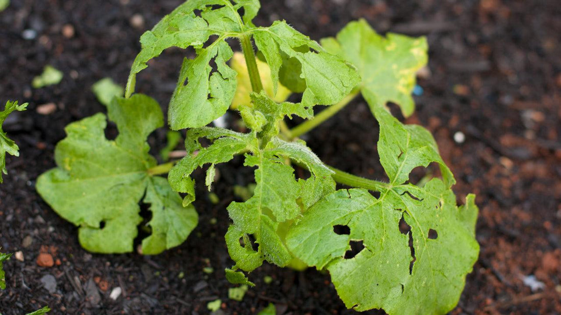 Hail-damaged green leaves in a garden bed