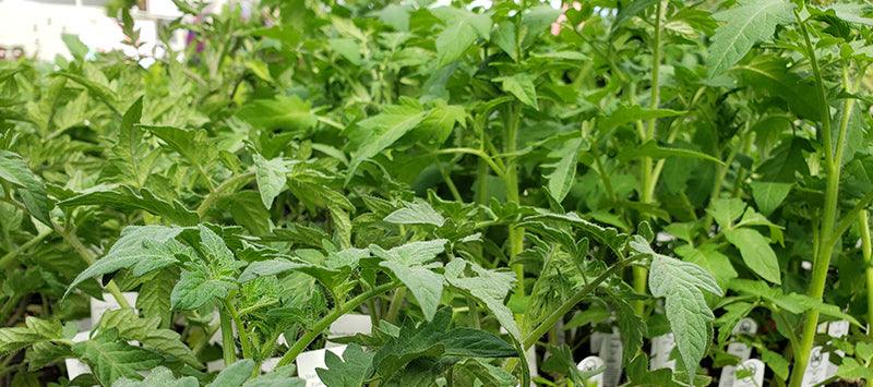 Dense bed of young seedlings ready for transplanting
