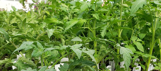 Dense bed of young seedlings ready for transplanting