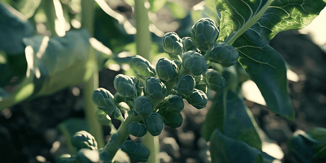 Brussels sprout buds growing along a stalk