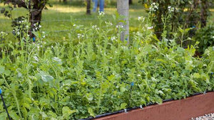 How to Attract Beneficial Insects with Hedgerows