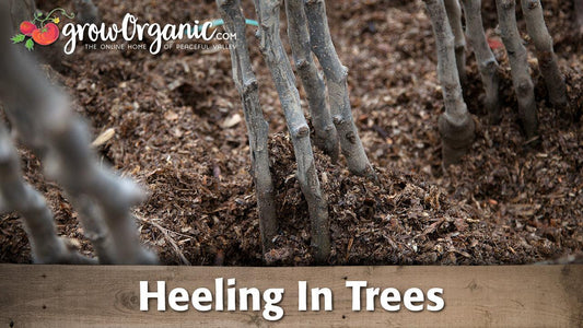 Bare-root trees heeled into loose soil