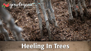 How to Heel In Bare Root Trees