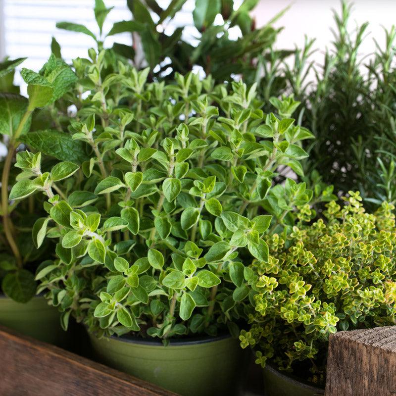 Assorted herb seedlings and seed packets