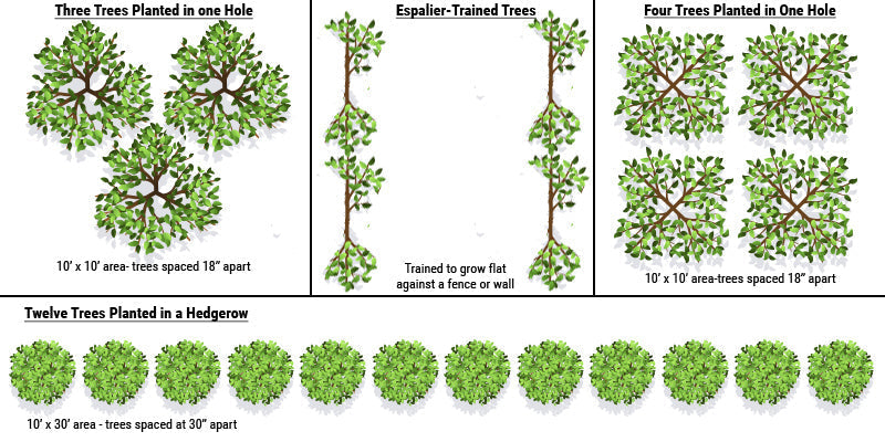 Closely spaced fruit trees trained for a high-density home orchard