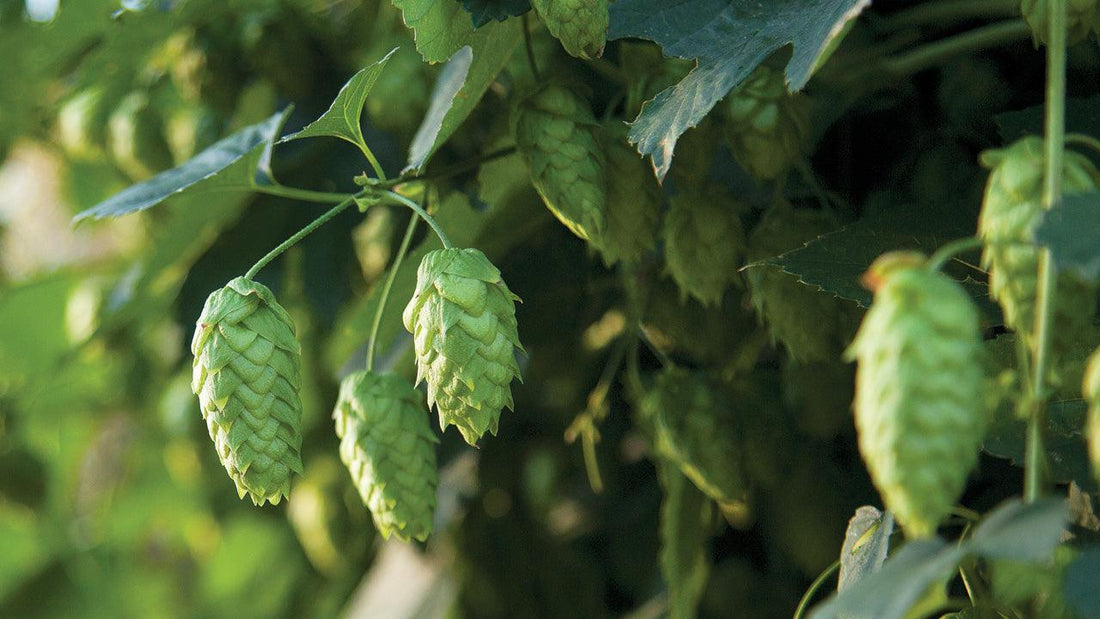 Green hop cones hanging from a vine