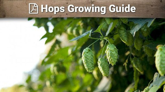 Hops growing guide graphic over green cones