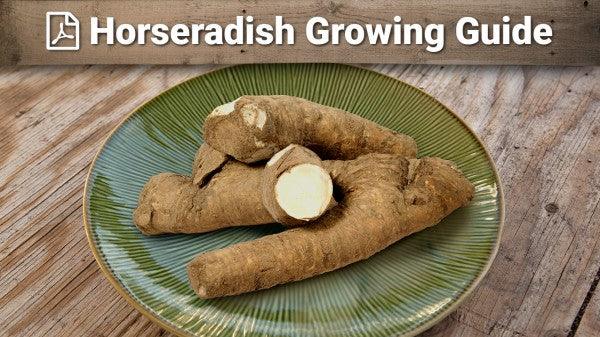 Horseradish growing guide graphic over harvested roots