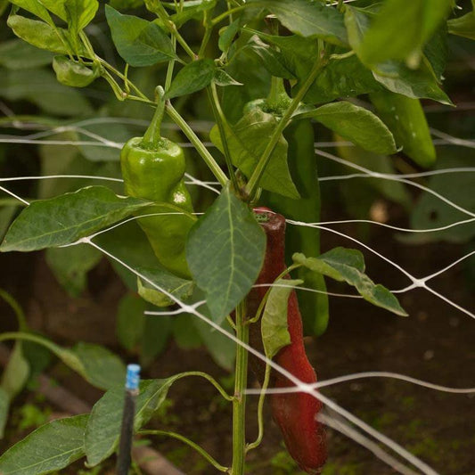 Green vines climbing garden trellis netting