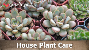House Plant Care