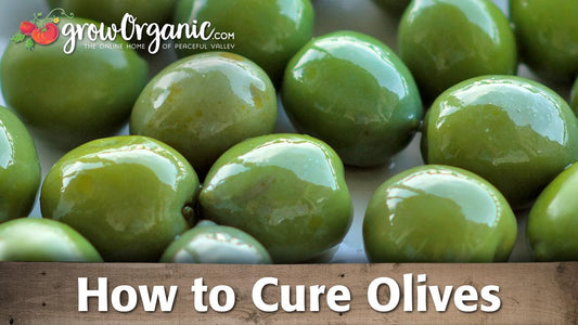 Cured green olives