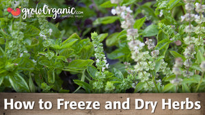 How to Harvest, Freeze & Dry Herbs