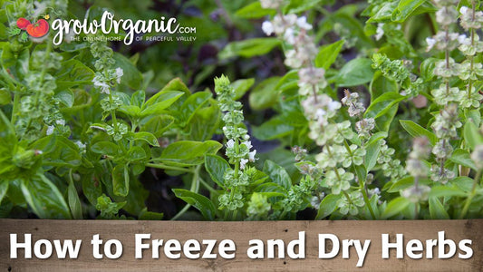 Fresh and flowering herbs ready for drying