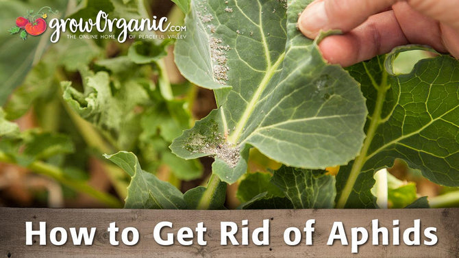 Hand inspecting aphids on a leafy vegetable