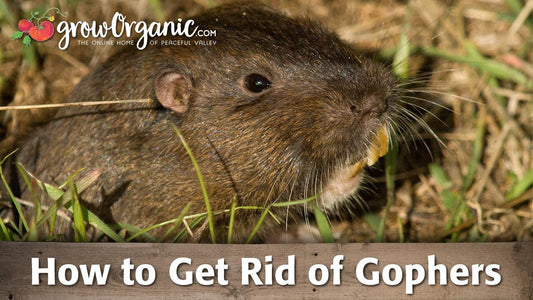 Brown burrowing rodent standing in grass
