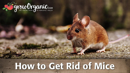 How to Get Rid of Mice & Rats - Grow Organic