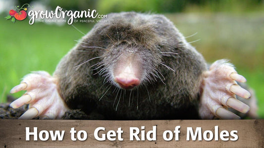 Mole emerging from loose soil