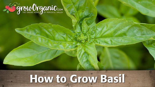 Fresh green basil leaves