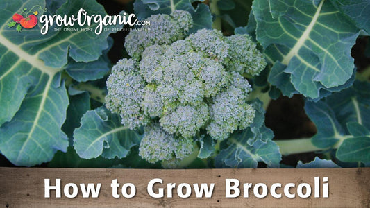 How to Grow Broccoli - Grow Organic