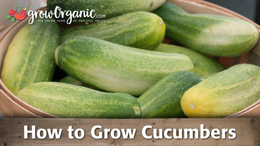 How to Grow Cucumbers - Grow Organic