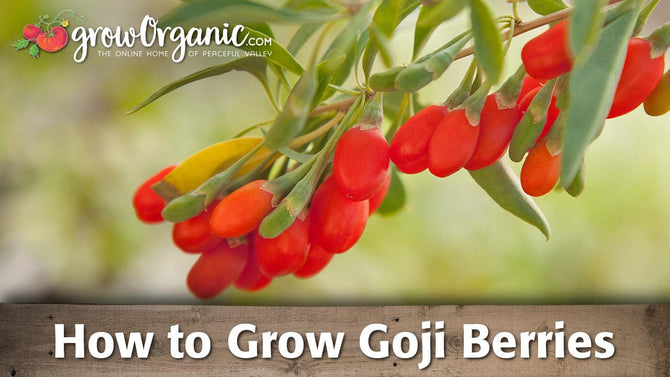 Goji berry growing guide graphic over red fruit