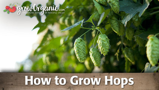 How to grow hops guide graphic