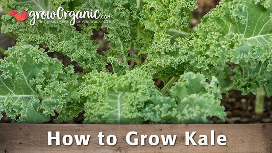 How to grow kale guide graphic over leafy plants