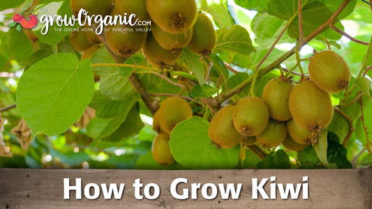 Kiwifruit hanging from a vine