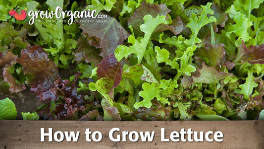 Leafy lettuce growing in a garden bed
