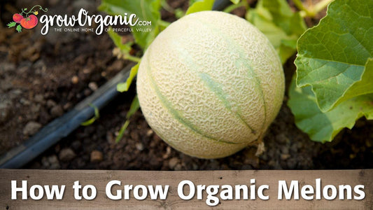 Round melon ripening on the ground