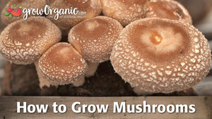 How to Grow Mushrooms Indoors