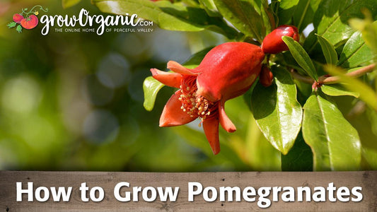 How to Grow Pomegranate - Grow Organic