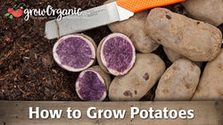 Potato growing guide graphic with whole and cut potatoes