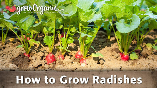 Radish growing guide graphic over garden plants