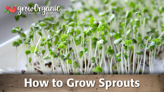 Sprout growing guide graphic over fresh seedlings