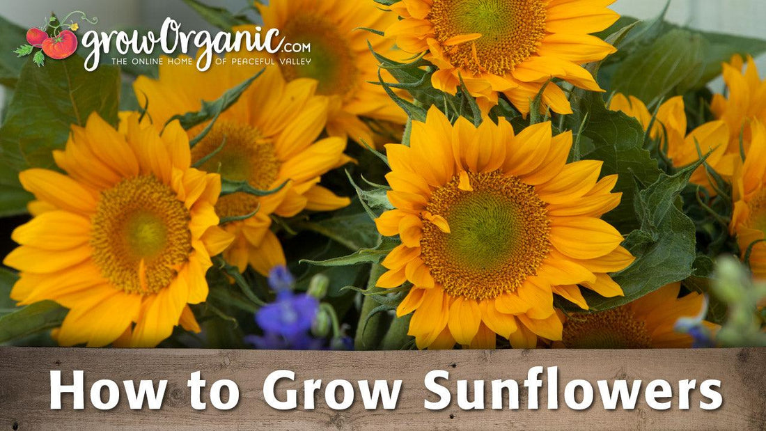 Bright yellow sunflowers in bloom