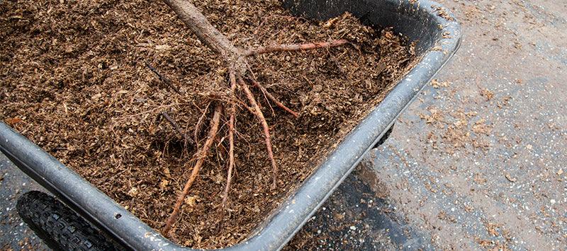Exposed bare-root tree roots resting on loose medium in a wheelbarrow