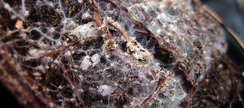White mycorrhizal fungal threads around plant roots
