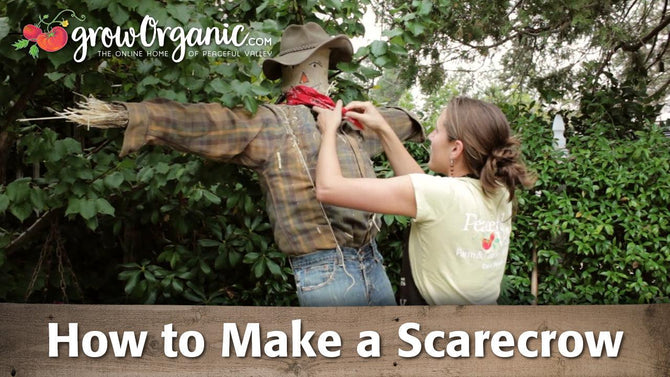 Two people dressing a garden scarecrow