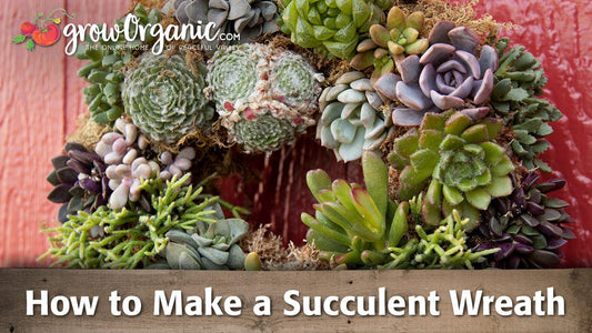 Round wreath made from assorted succulents